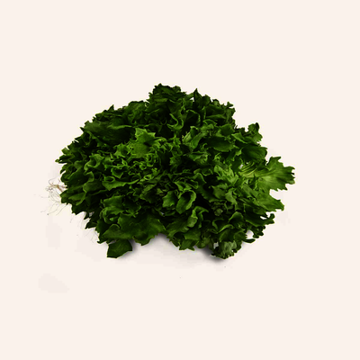 Living Lettuce Green [1 ea]