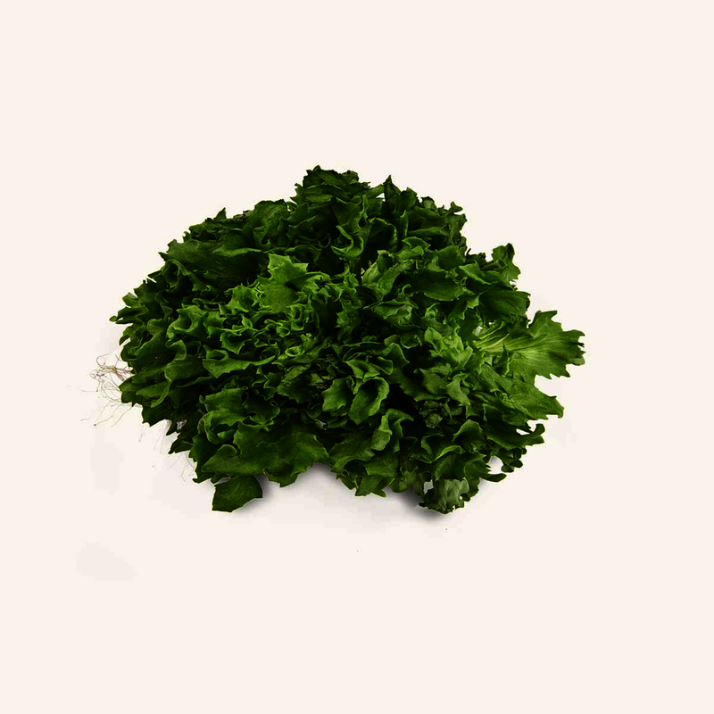 Living Lettuce Green [1 ea]