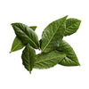 Comp Bay Leaves [20 g]