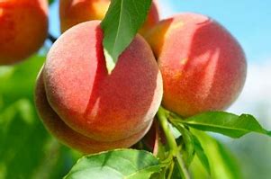 Peach Basket 2lt